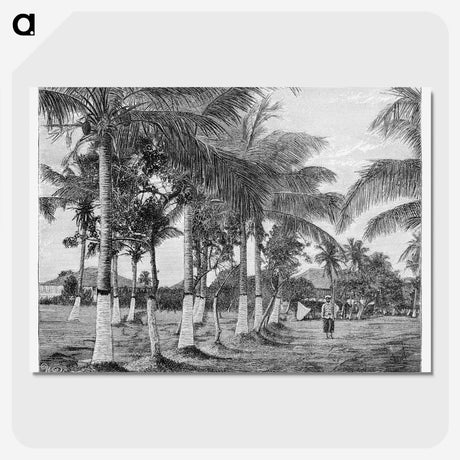 1-88_Les-Palmiers-Histoire-Iconographique_picture-crop
