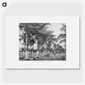1-88_Les-Palmiers-Histoire-Iconographique_picture