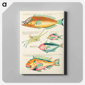 アートパネル-Moluccan Fishes
 - ルイ ルナール Canvas.