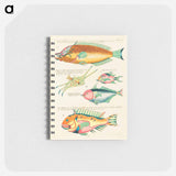 Moluccan Fishes
 - ルイ ルナール Memo.