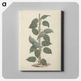 1-88_Luigi-Balugani_canvas