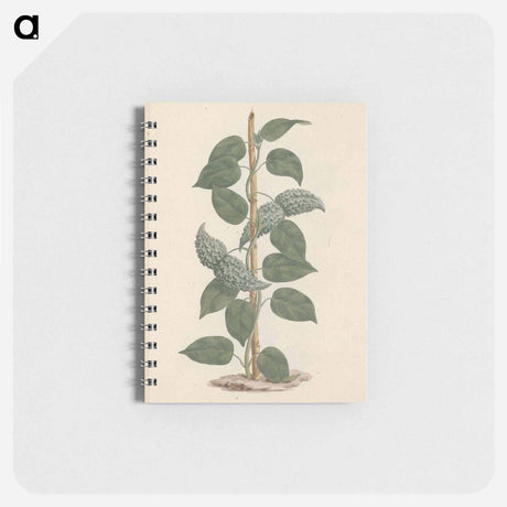 アートメモ帳-Dregea abyssinica
 - ルイージ バルガーニ Memo.