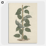 1-88_Luigi-Balugani_picture-crop