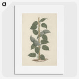 1-88_Luigi-Balugani_picture