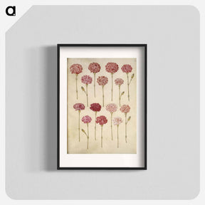 アートポスター-Dianthus caryophyllus
 - マリア ジビーラ メーリアン Poster.