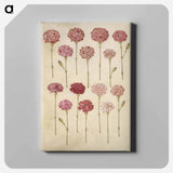 アートパネル-Dianthus caryophyllus
 - マリア ジビーラ メーリアン Canvas.