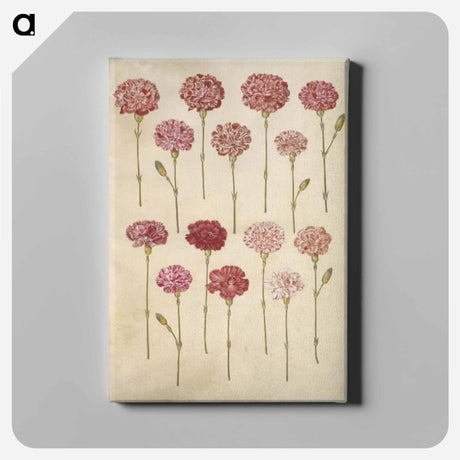 アートパネル-Dianthus caryophyllus
 - マリア ジビーラ メーリアン Canvas.