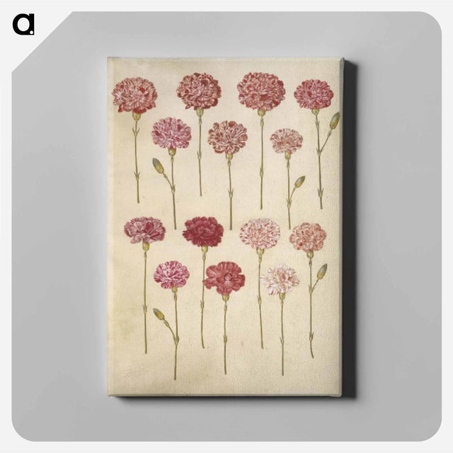 アートパネル-Dianthus caryophyllus
 - マリア ジビーラ メーリアン Canvas.