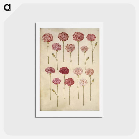 アートポストカード-Dianthus caryophyllus
 - マリア ジビーラ メーリアン Postcard.