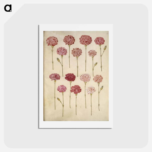 アートポストカード-Dianthus caryophyllus
 - マリア ジビーラ メーリアン Postcard.