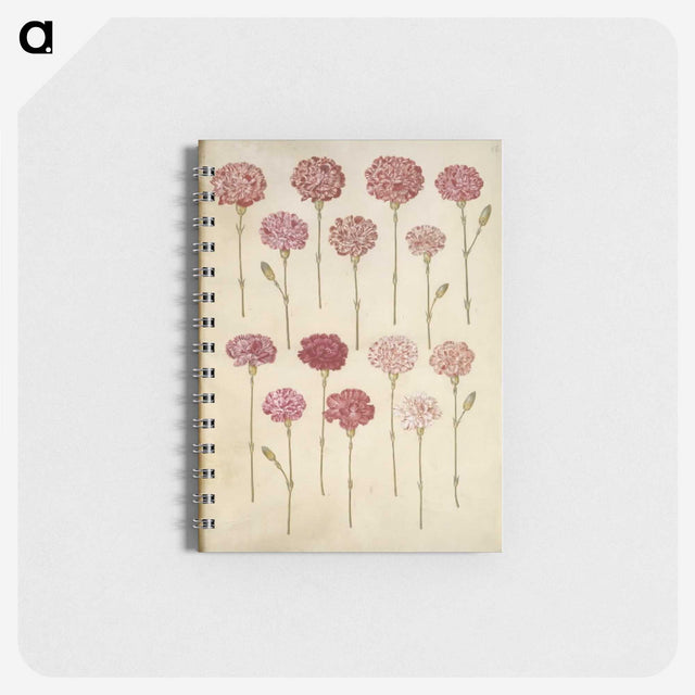1-88_Maria-Sibylla-Merian_memo