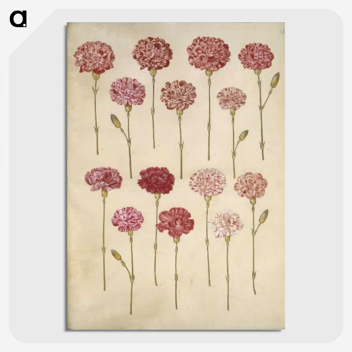 1-88_Maria-Sibylla-Merian_picture-crop