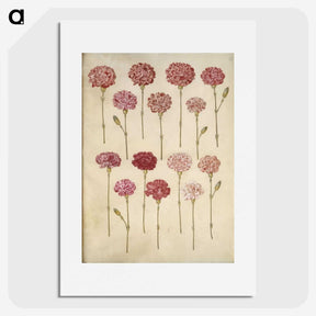 1-88_Maria-Sibylla-Merian_picture