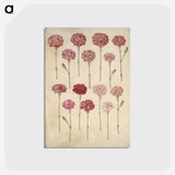 アートポストカード-Dianthus caryophyllus
 - マリア ジビーラ メーリアン Postcard.