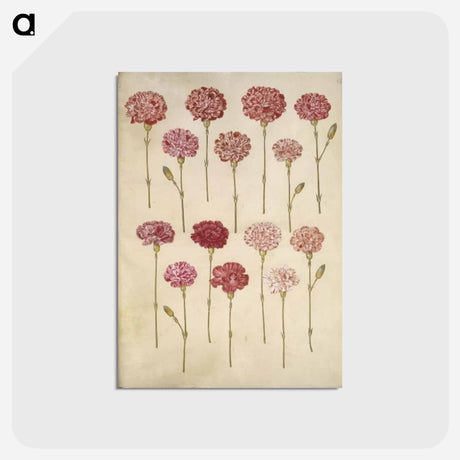 アートポストカード-Dianthus caryophyllus
 - マリア ジビーラ メーリアン Postcard.