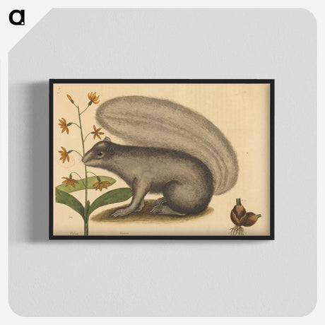 1-88_Mark-Catesby_blk-crop