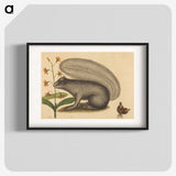 1-88_Mark-Catesby_blk