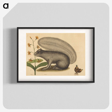 1-88_Mark-Catesby_blk
