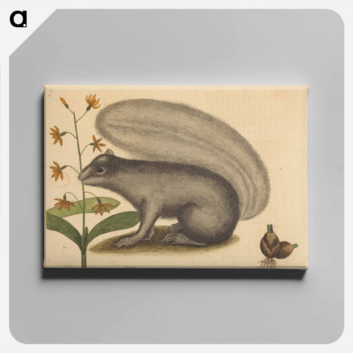 アートパネル-The Grey Fox Squirrel
 - マーク ケイツビー Canvas.