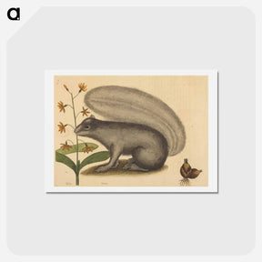アートポストカード-The Grey Fox Squirrel
 - マーク ケイツビー Postcard.