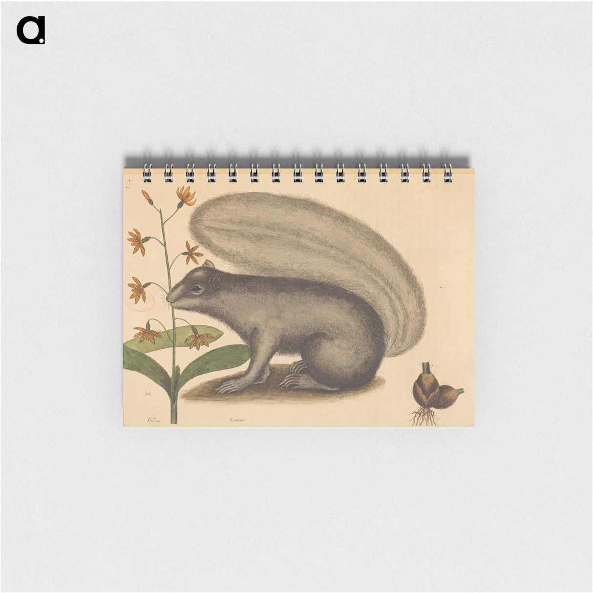 アートメモ帳-The Grey Fox Squirrel
 - マーク ケイツビー Memo.