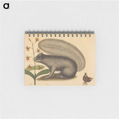 アートメモ帳-The Grey Fox Squirrel
 - マーク ケイツビー Memo.