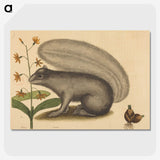 1-88_Mark-Catesby_picture-crop