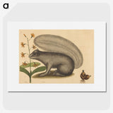 1-88_Mark-Catesby_picture