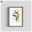 アートポスター-Nicotiana tabacum Illustration
 - 薬用植物学 Poster.