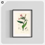 アートポスター-Nicotiana tabacum Illustration
 - 薬用植物学 Poster.