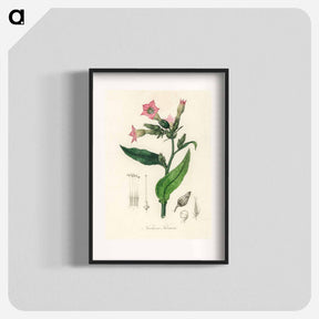 アートポスター-Nicotiana tabacum Illustration
 - 薬用植物学 Poster.