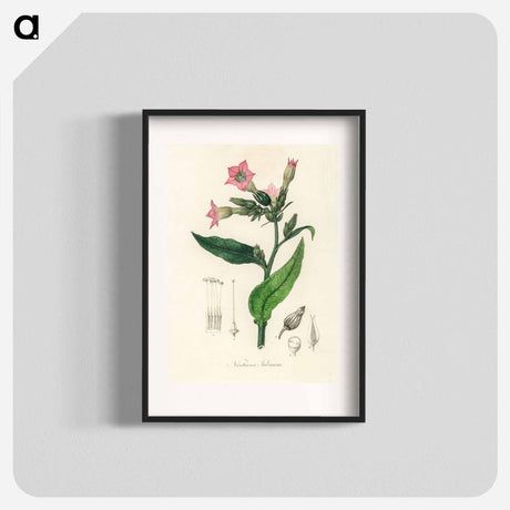 アートポスター-Nicotiana tabacum Illustration
 - 薬用植物学 Poster.