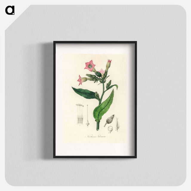 アートポスター-Nicotiana tabacum Illustration
 - 薬用植物学 Poster.