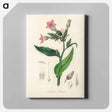 アートパネル-Nicotiana tabacum Illustration
 - 薬用植物学 Canvas.