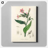 アートパネル-Nicotiana tabacum Illustration
 - 薬用植物学 Canvas.