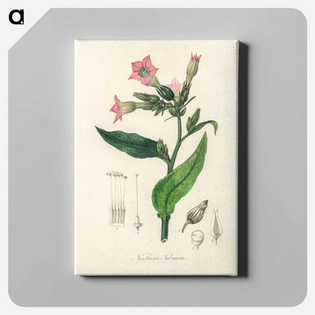 アートパネル-Nicotiana tabacum Illustration
 - 薬用植物学 Canvas.