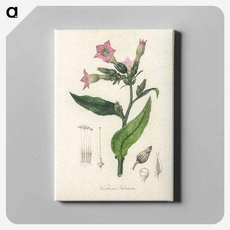 1-88_Medical-Botany_canvas