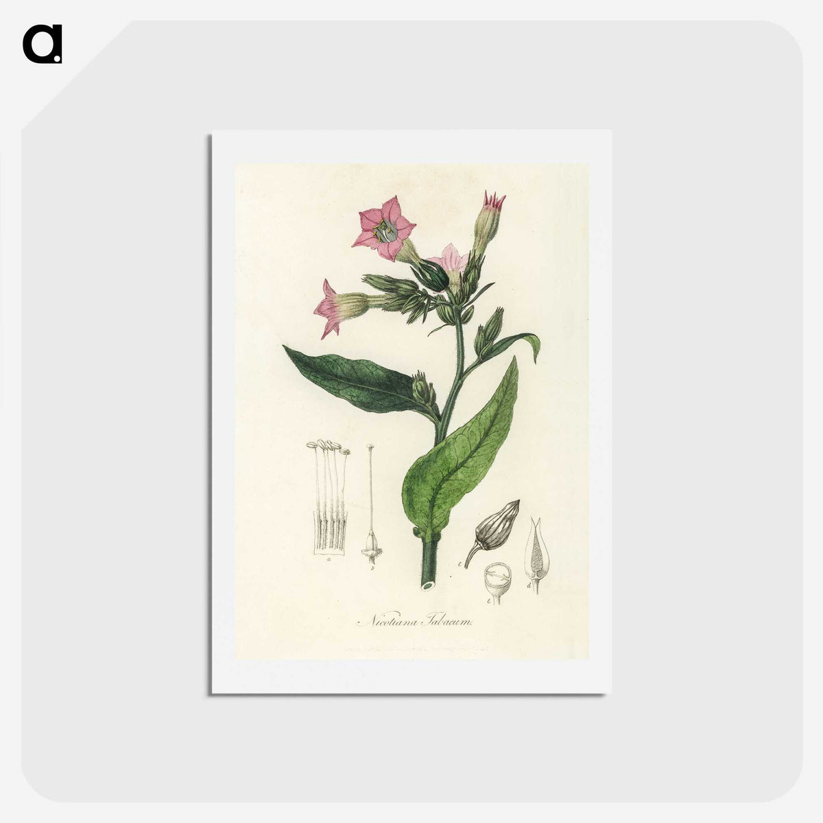 1-88_Medical-Botany_hagaki