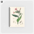 アートメモ帳-Nicotiana tabacum Illustration
 - 薬用植物学 Memo.