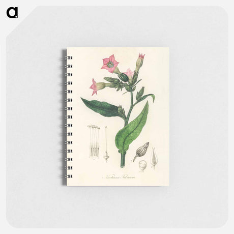 アートメモ帳-Nicotiana tabacum Illustration
 - 薬用植物学 Memo.