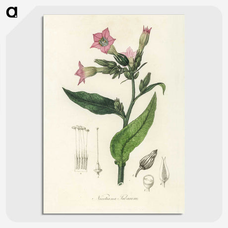 1-88_Medical-Botany_picture-crop