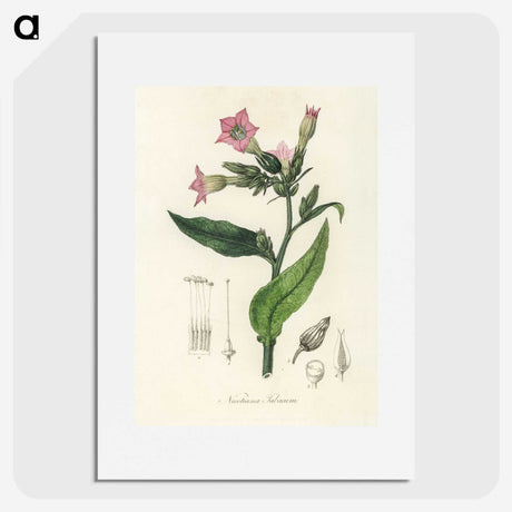 1-88_Medical-Botany_picture