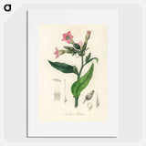 アートポスター-Nicotiana tabacum Illustration
 - 薬用植物学 Poster.