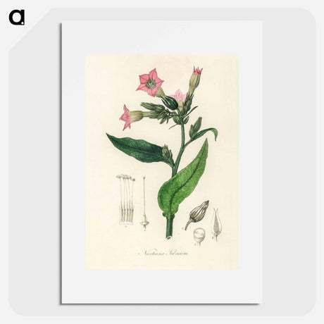アートポスター-Nicotiana tabacum Illustration
 - 薬用植物学 Poster.