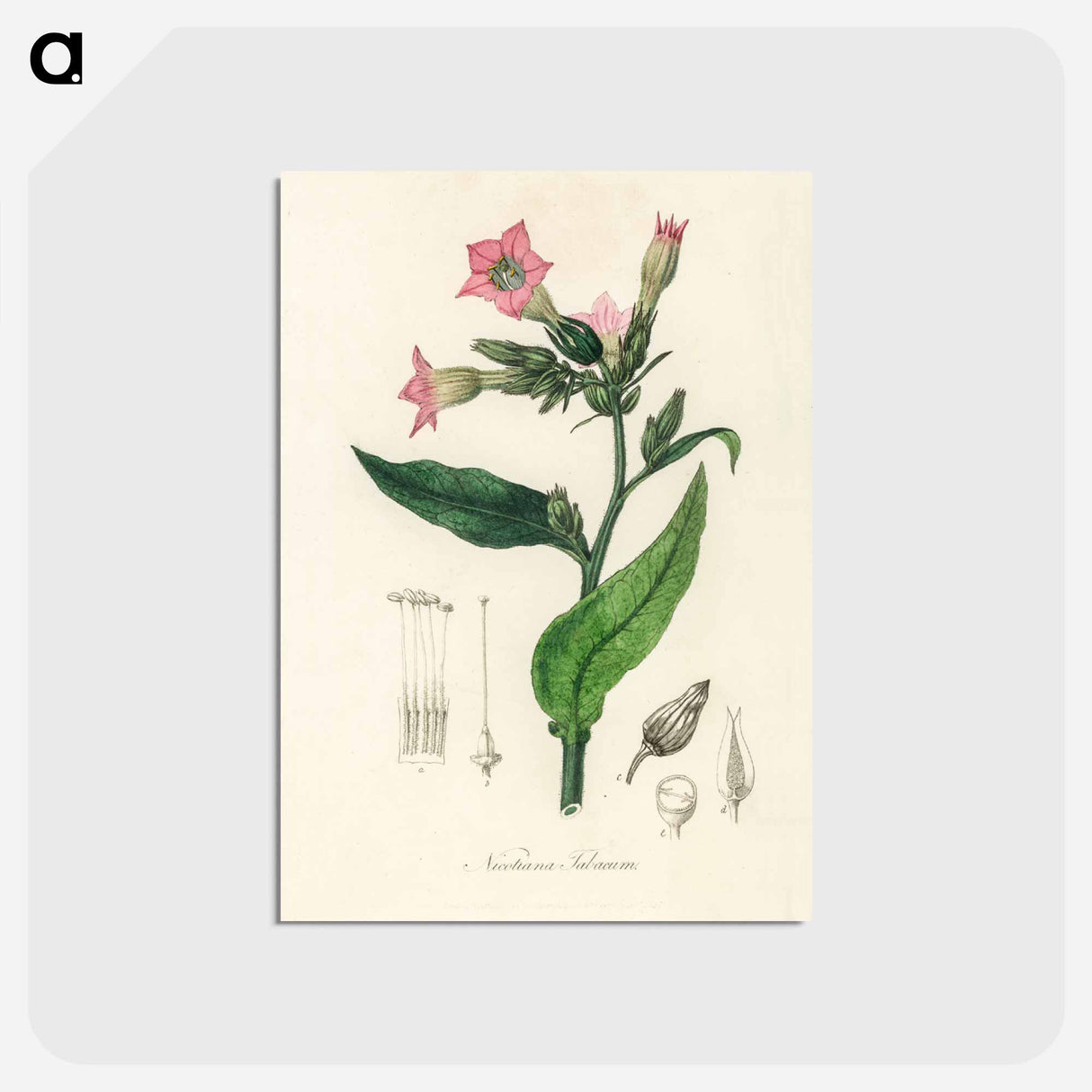 アートポストカード-Nicotiana tabacum Illustration
 - 薬用植物学 Postcard.