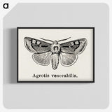 1-88_Moths-and-Butterflies-of-the-United-States_blk-crop