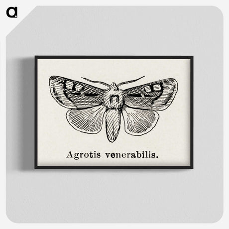 1-88_Moths-and-Butterflies-of-the-United-States_blk-crop