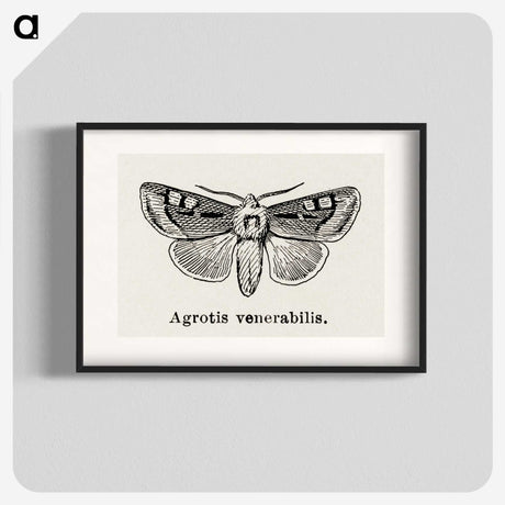 1-88_Moths-and-Butterflies-of-the-United-States_blk