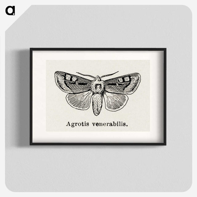 1-88_Moths-and-Butterflies-of-the-United-States_blk