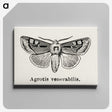 1-88_Moths-and-Butterflies-of-the-United-States_canvas